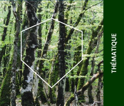 Pack-Nature-2
