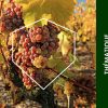 Pack-Vignes-1