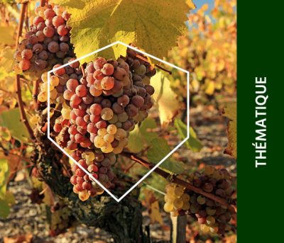Pack-Vignes-1